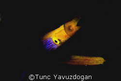 This image was taken at Mabul , by Tunc Yavuzdogan 